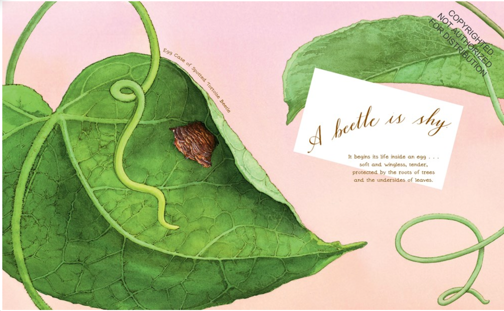 A Beetle Is Shy - paperback