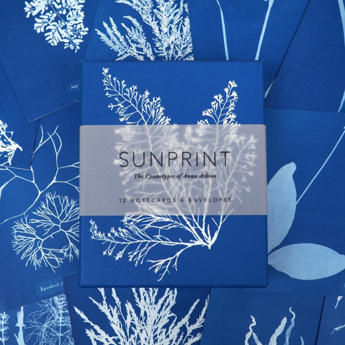 Sunprint Notecards: The Cyanotypes of Anna Atkins