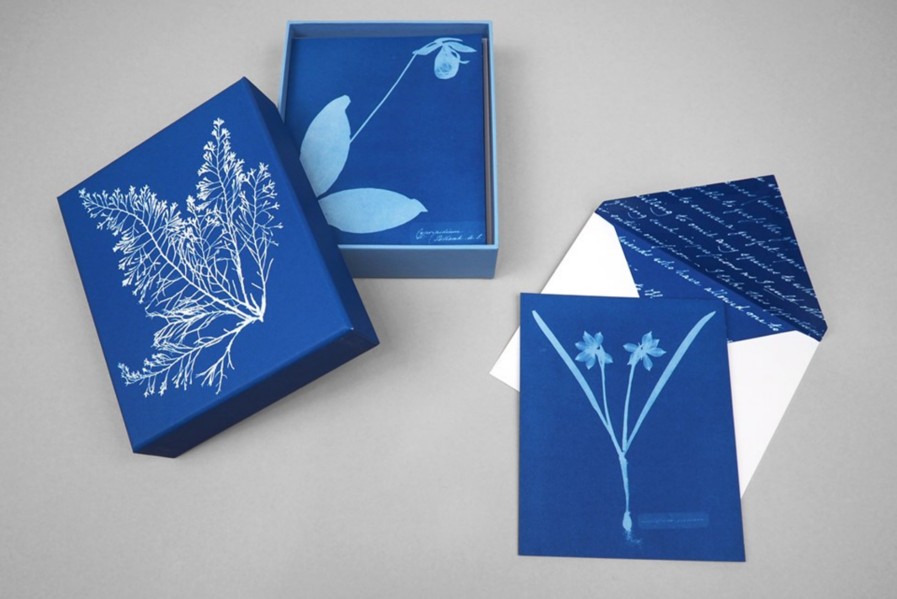 Sunprint Notecards: The Cyanotypes of Anna Atkins