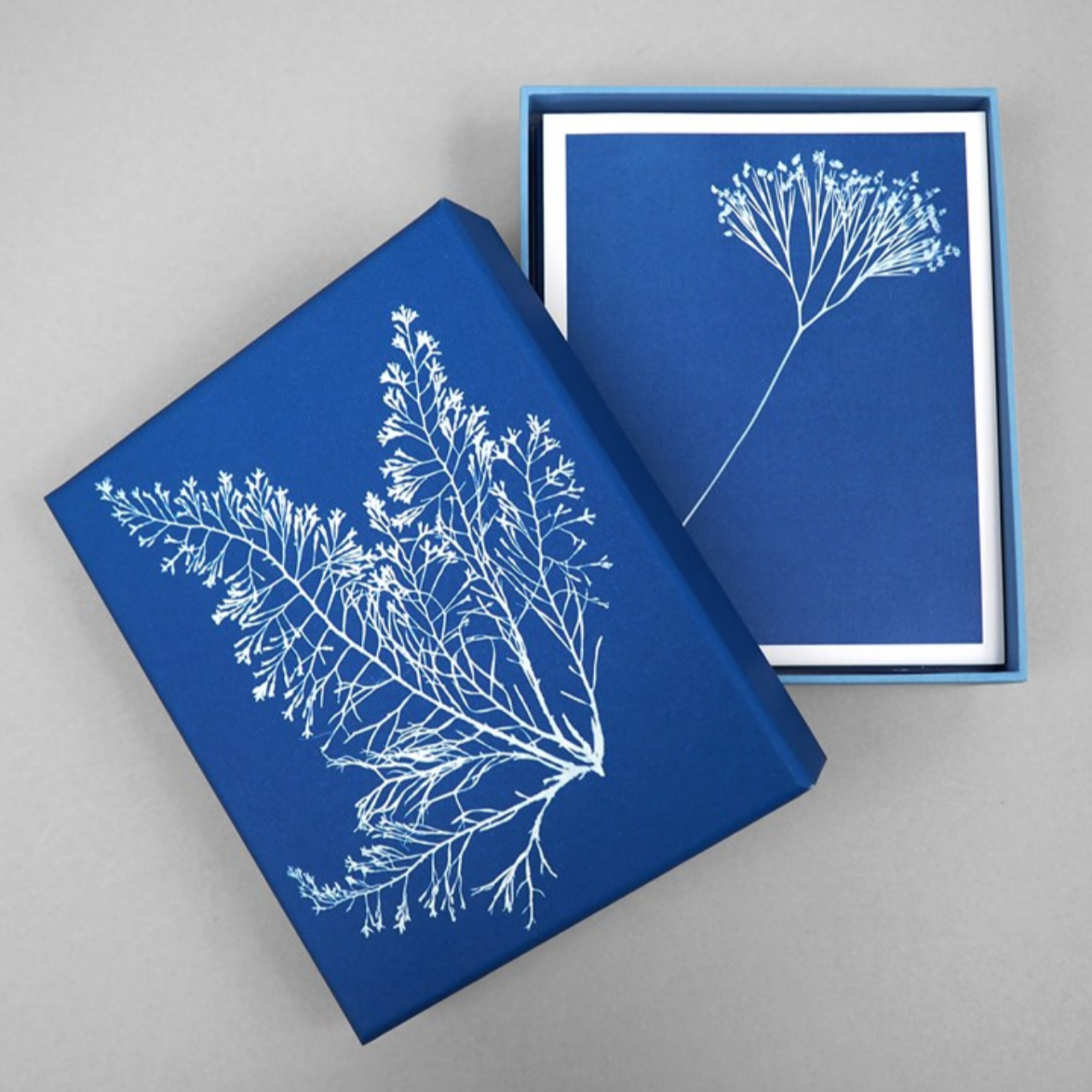 Sunprint Notecards: The Cyanotypes of Anna Atkins