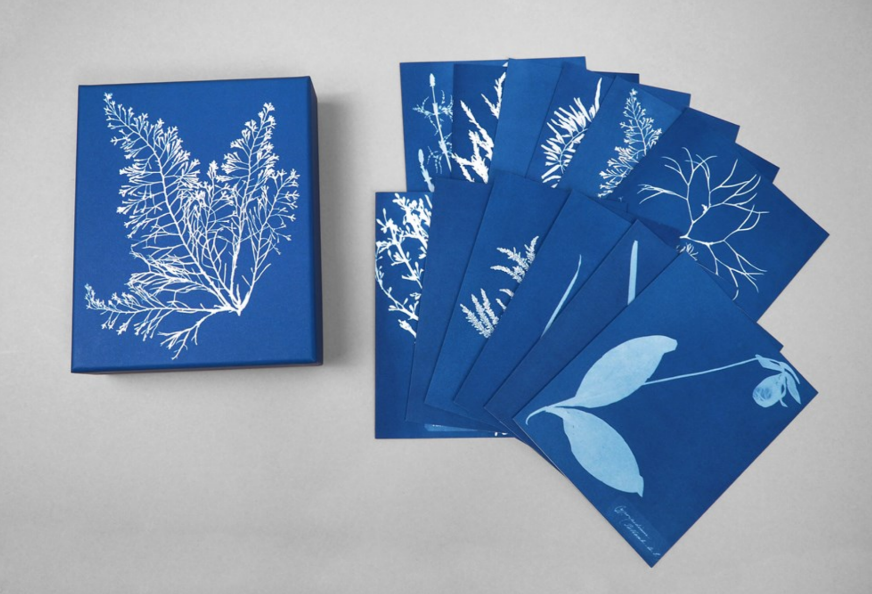 Sunprint Notecards: The Cyanotypes of Anna Atkins