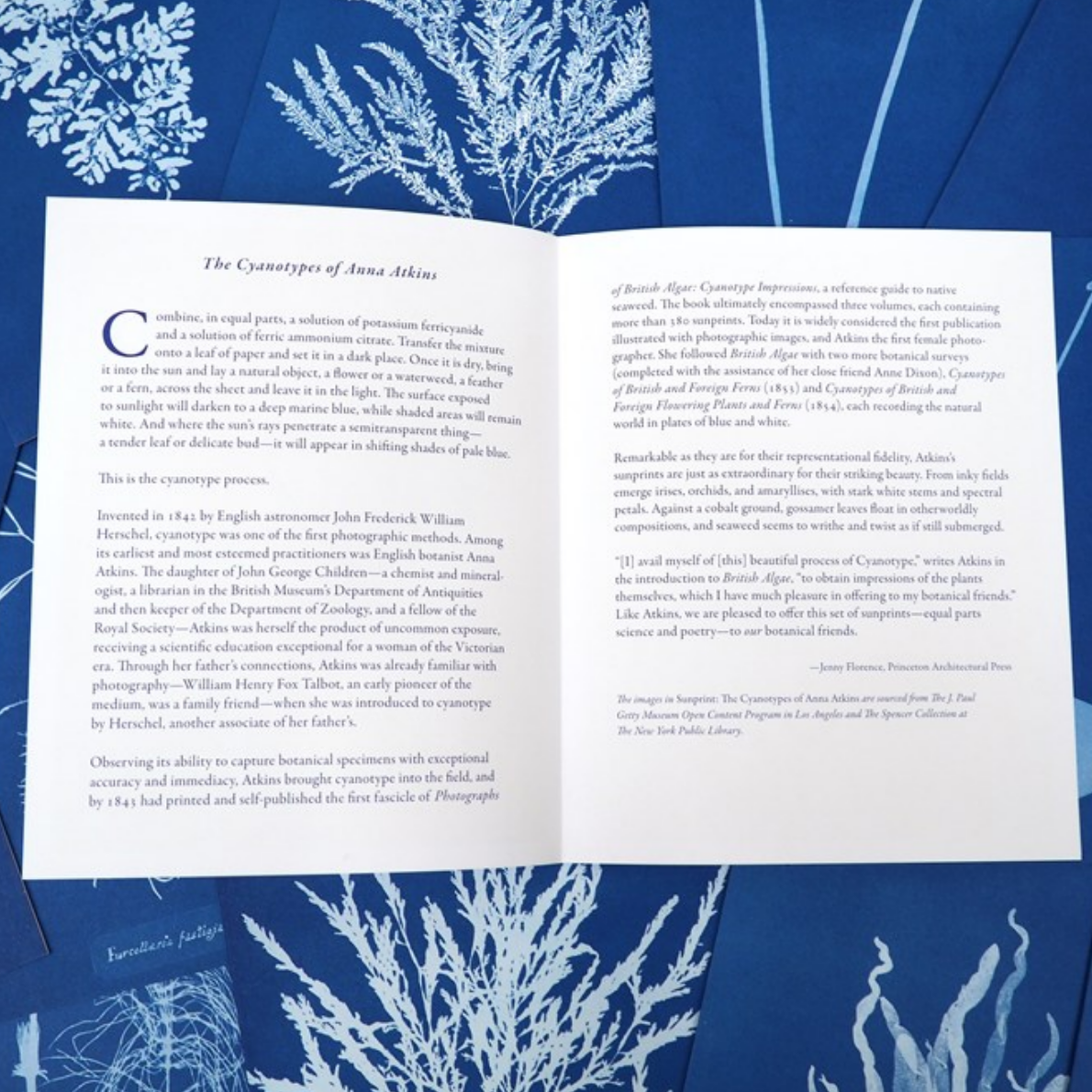 Sunprint Notecards: The Cyanotypes of Anna Atkins