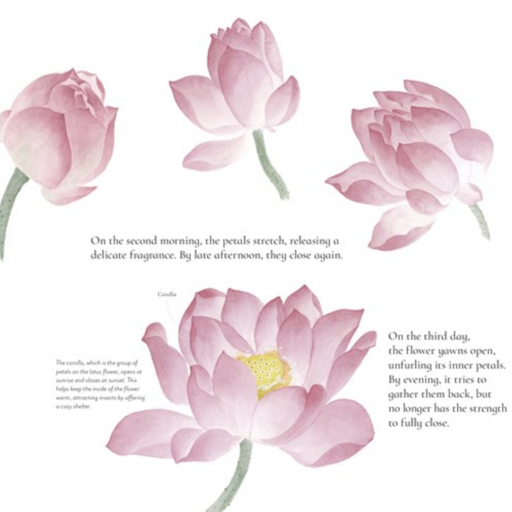 The Water Flower: The Journey of a Lotus Seed