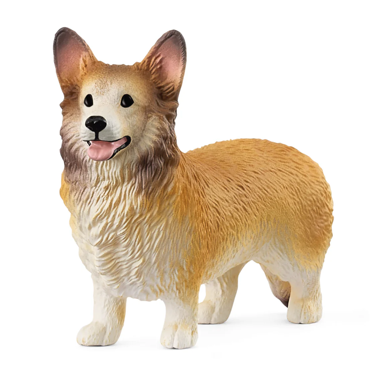 Welsh Corgi