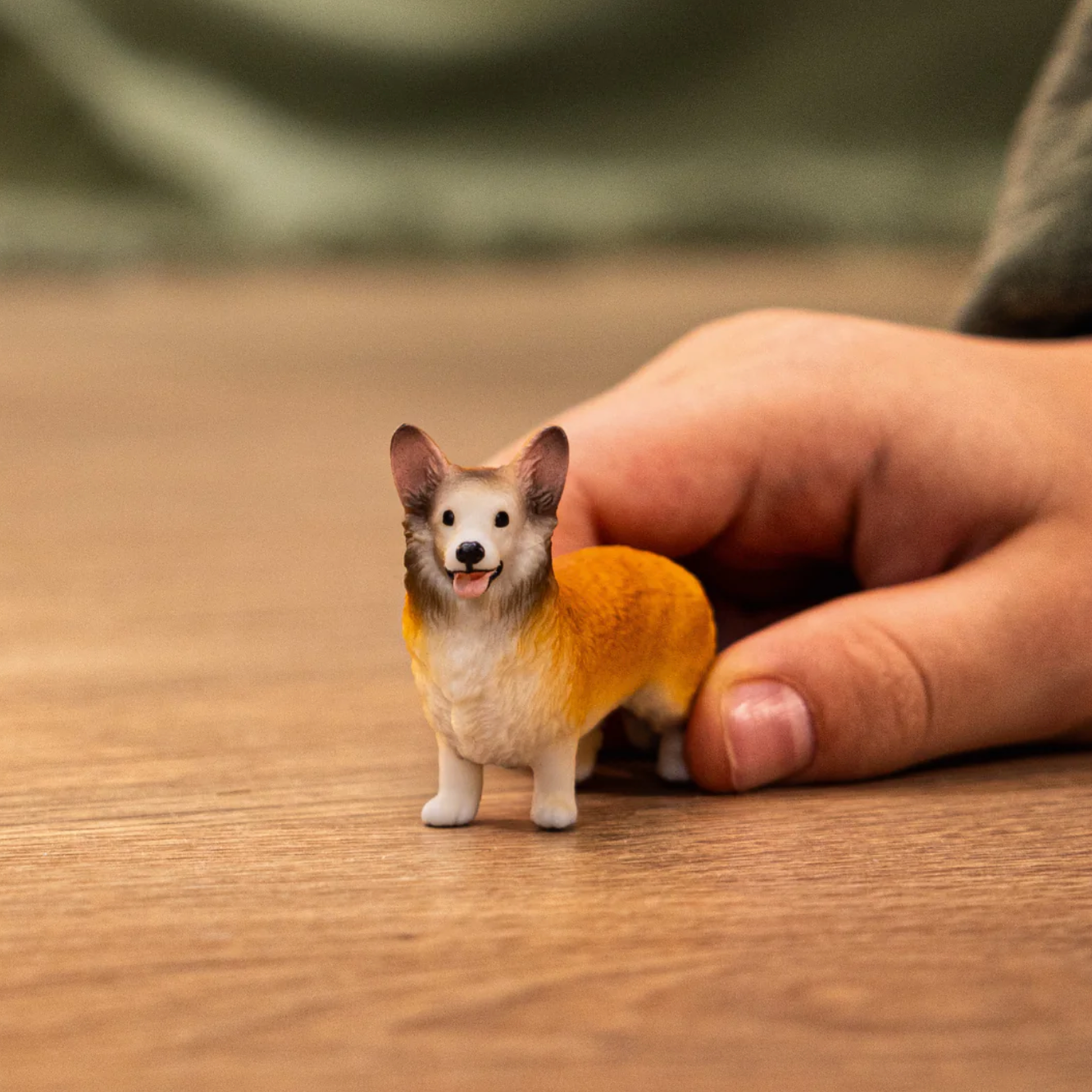 Welsh Corgi