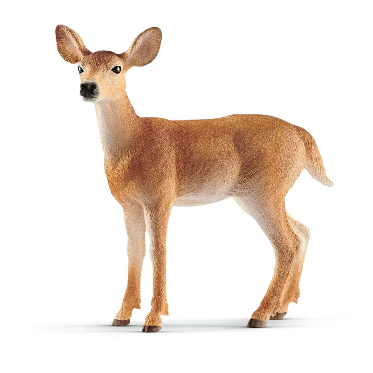White tailed doe