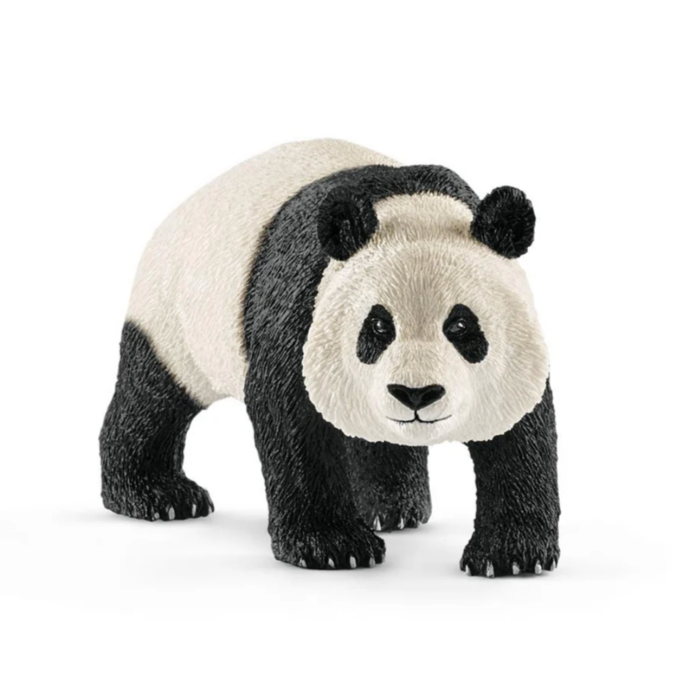 Giant panda -male