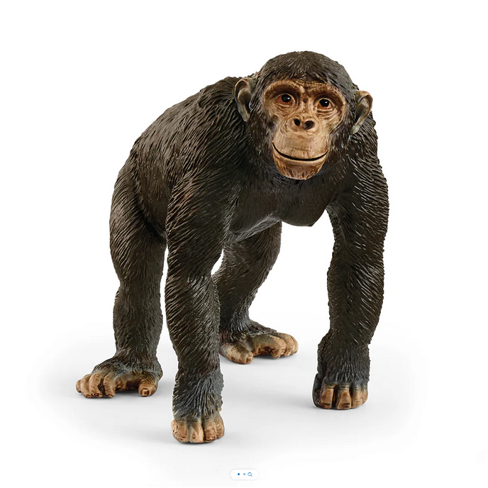 Chimpanzee