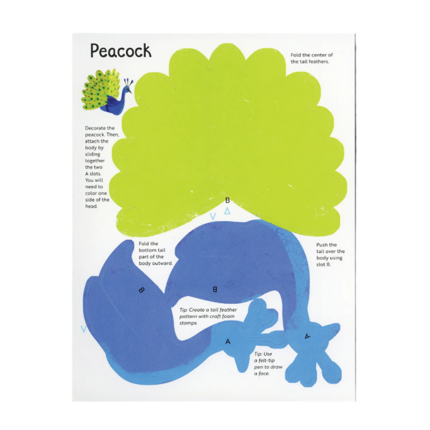 Pieces of a peacock with labeled parts on a white background