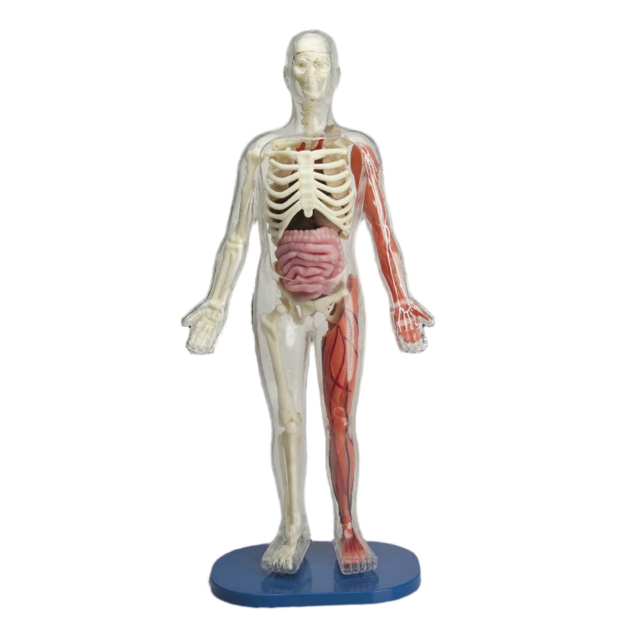 Anatomical model of a human body with visible skeleton and internal organs on a black background.