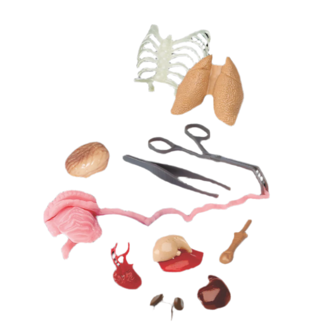 Set of anatomical models on a white background