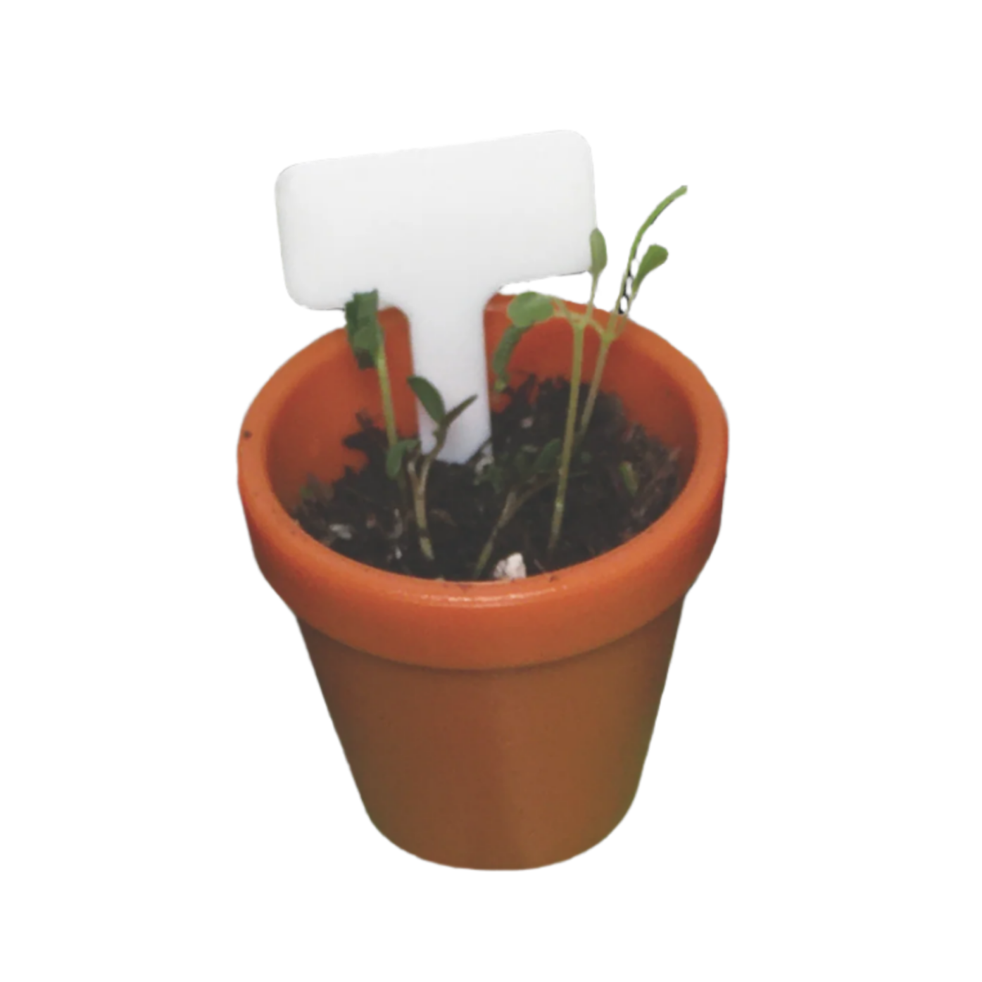 Potted plant with a white object on top 