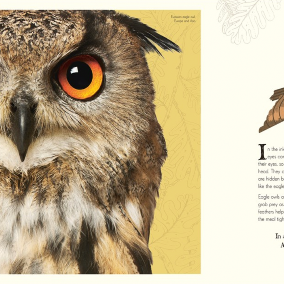 Illustration of an owl with text on a white background