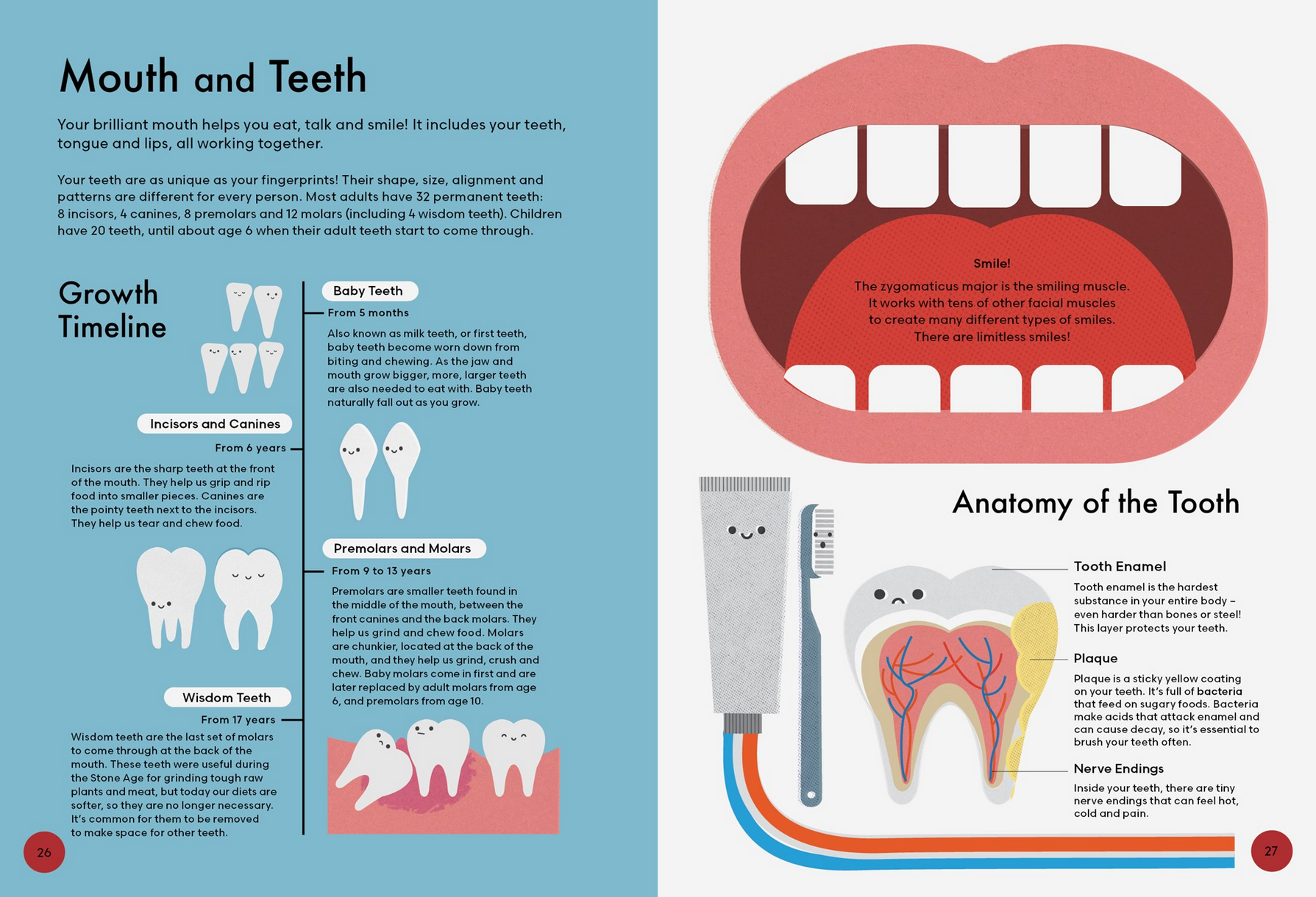 Educational illustration about teeth and mouth anatomy with a growth timeline on a blue background.