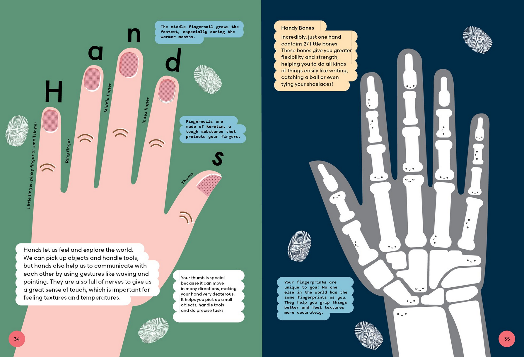 Illustration of a hand and its skeleton with educational text on a green and blue background.