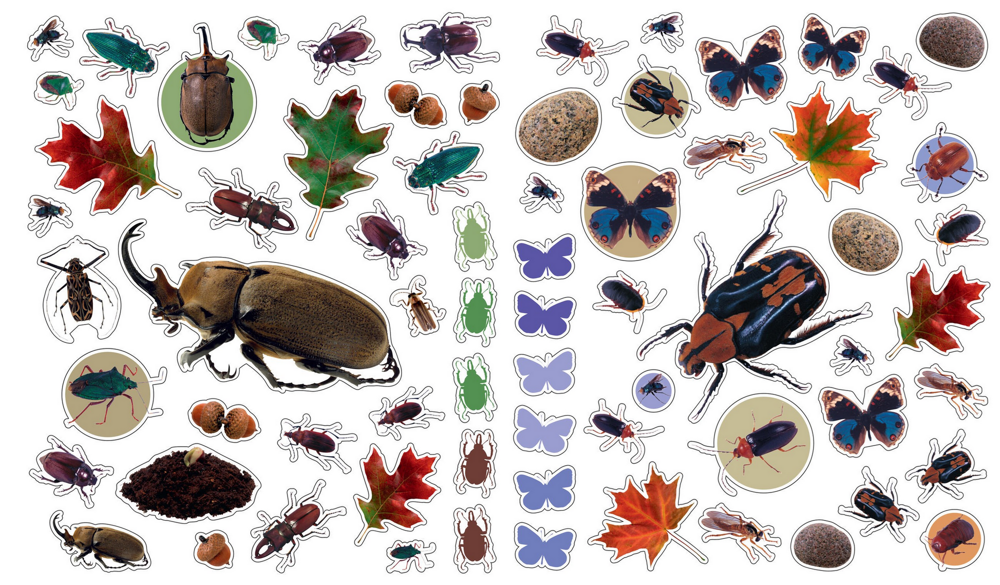 Collection of various insects and leaves on a white background