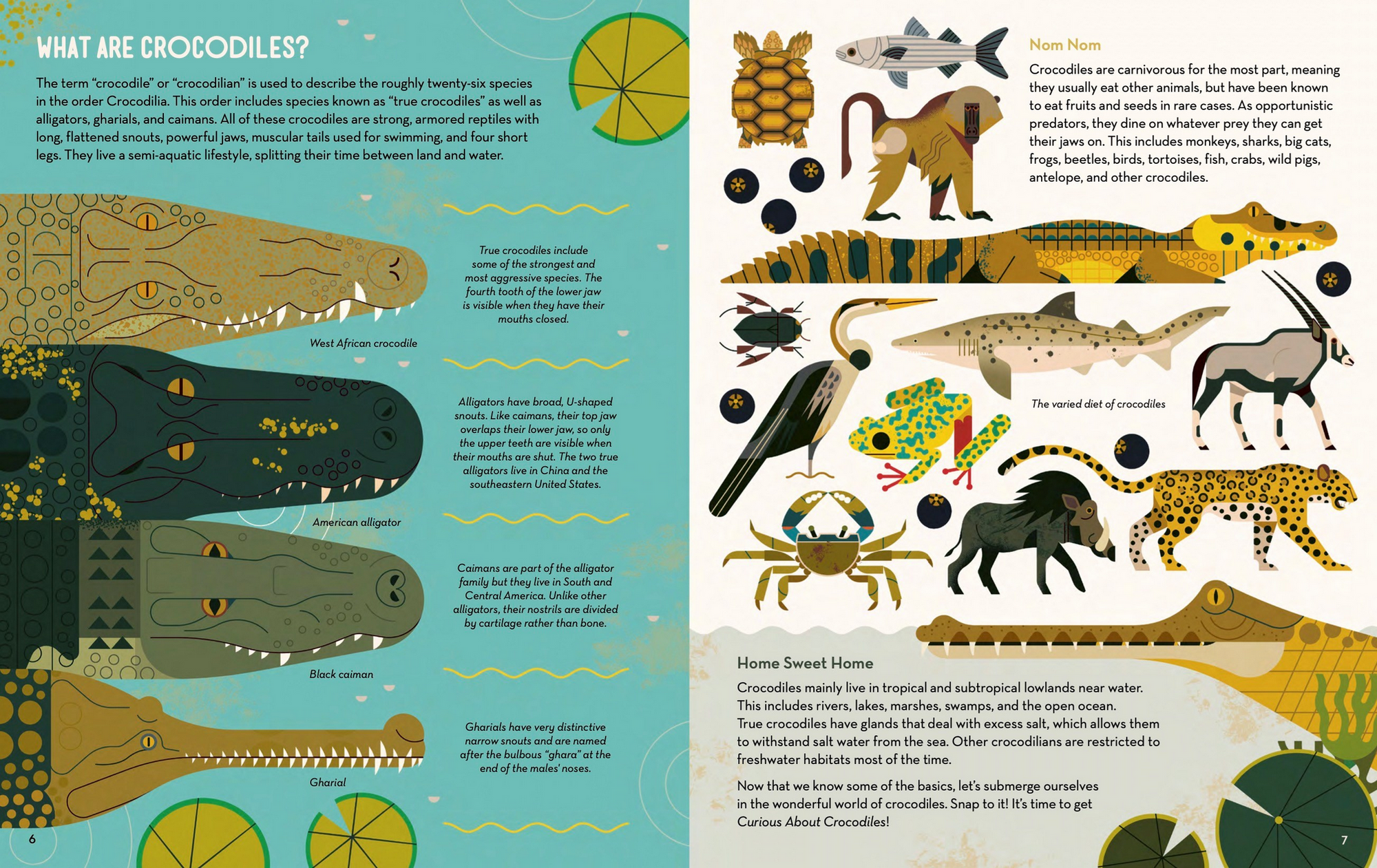 Curious About Crocodiles