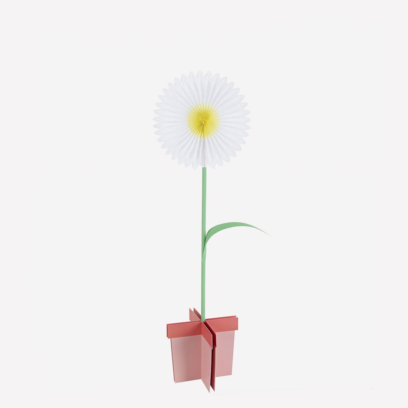 White daisy in a pink pot on a white background
