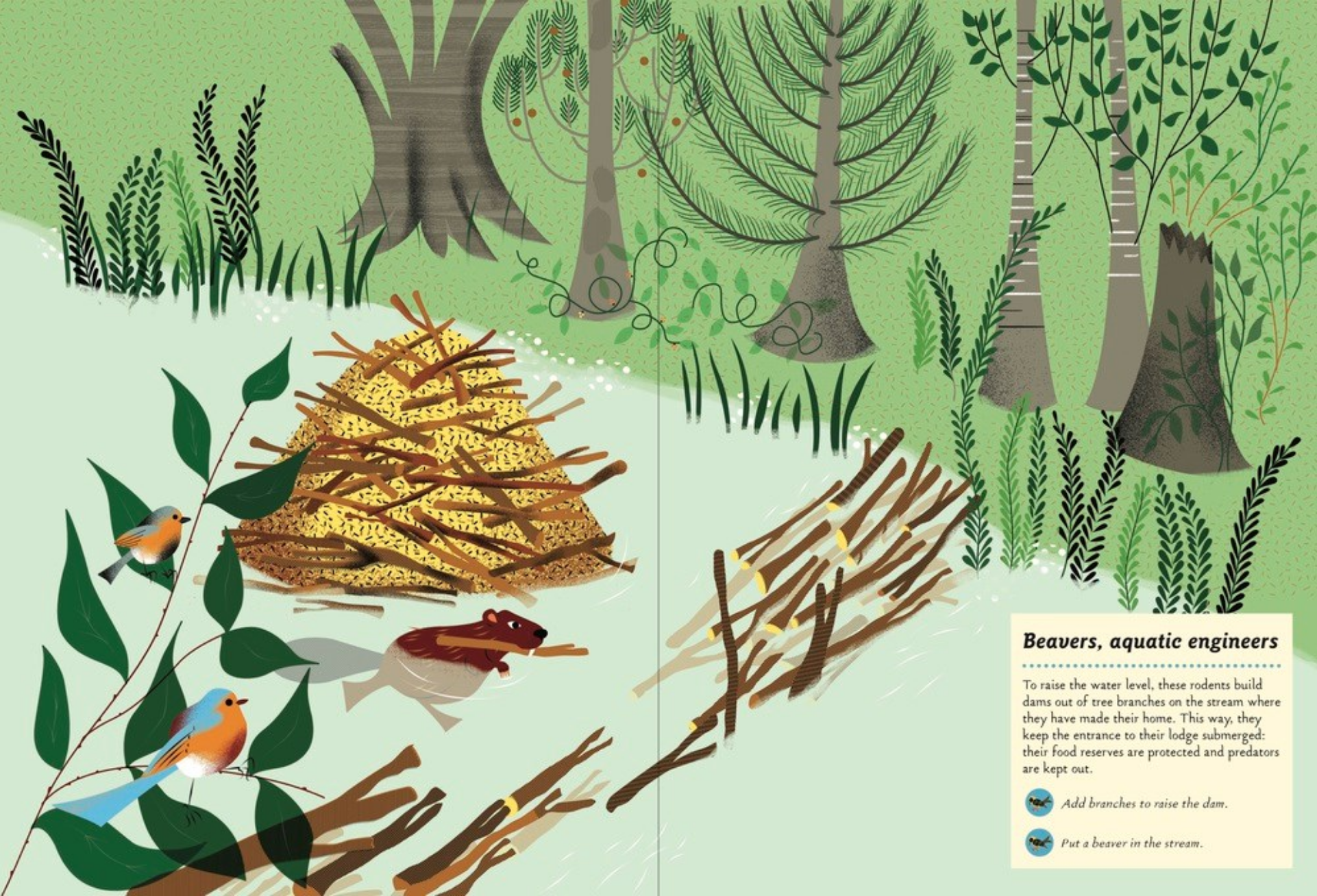 Illustration of a beaver dam in a forest with trees, plants, and birds.