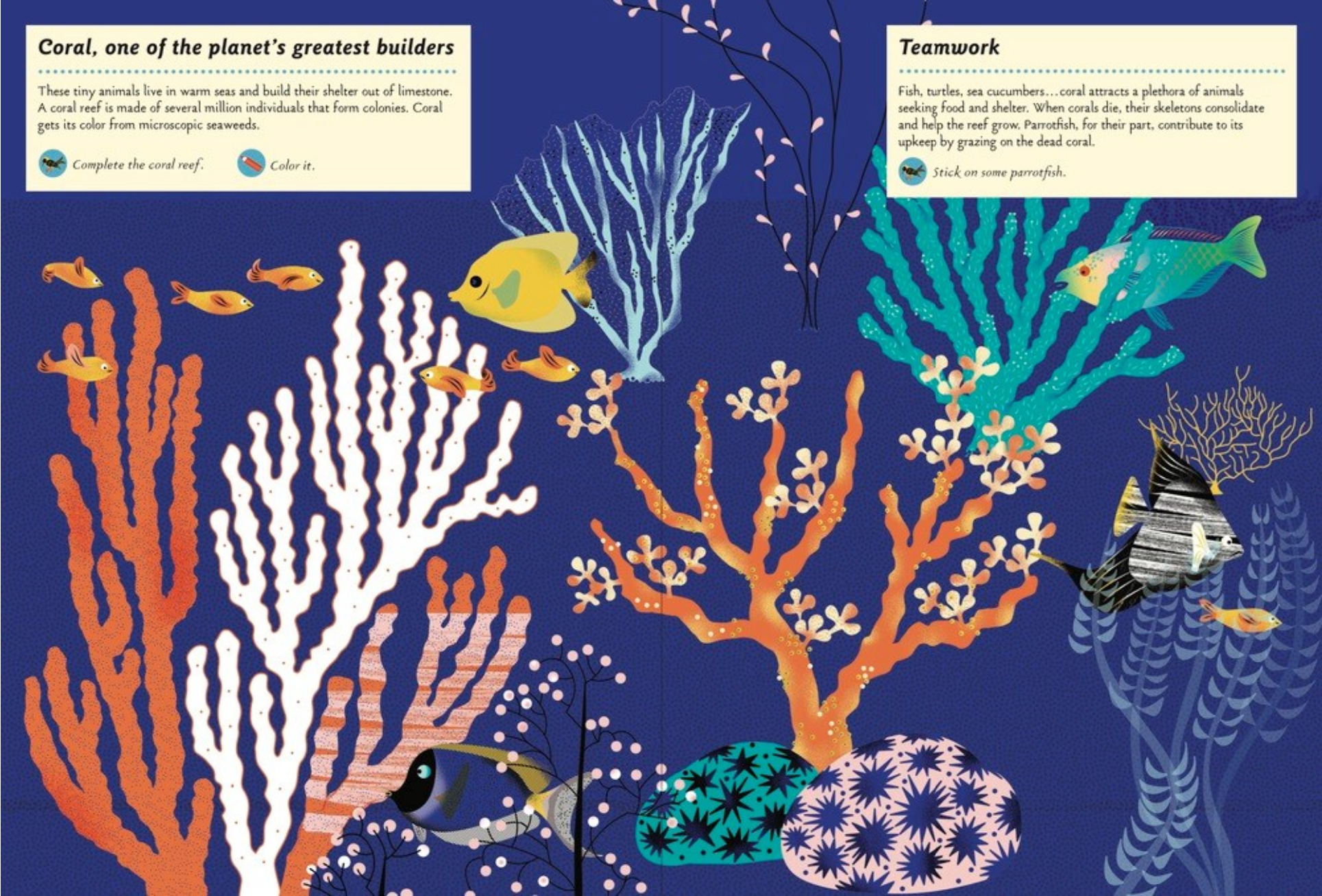 Illustration of coral and fish on a blue background with educational text.