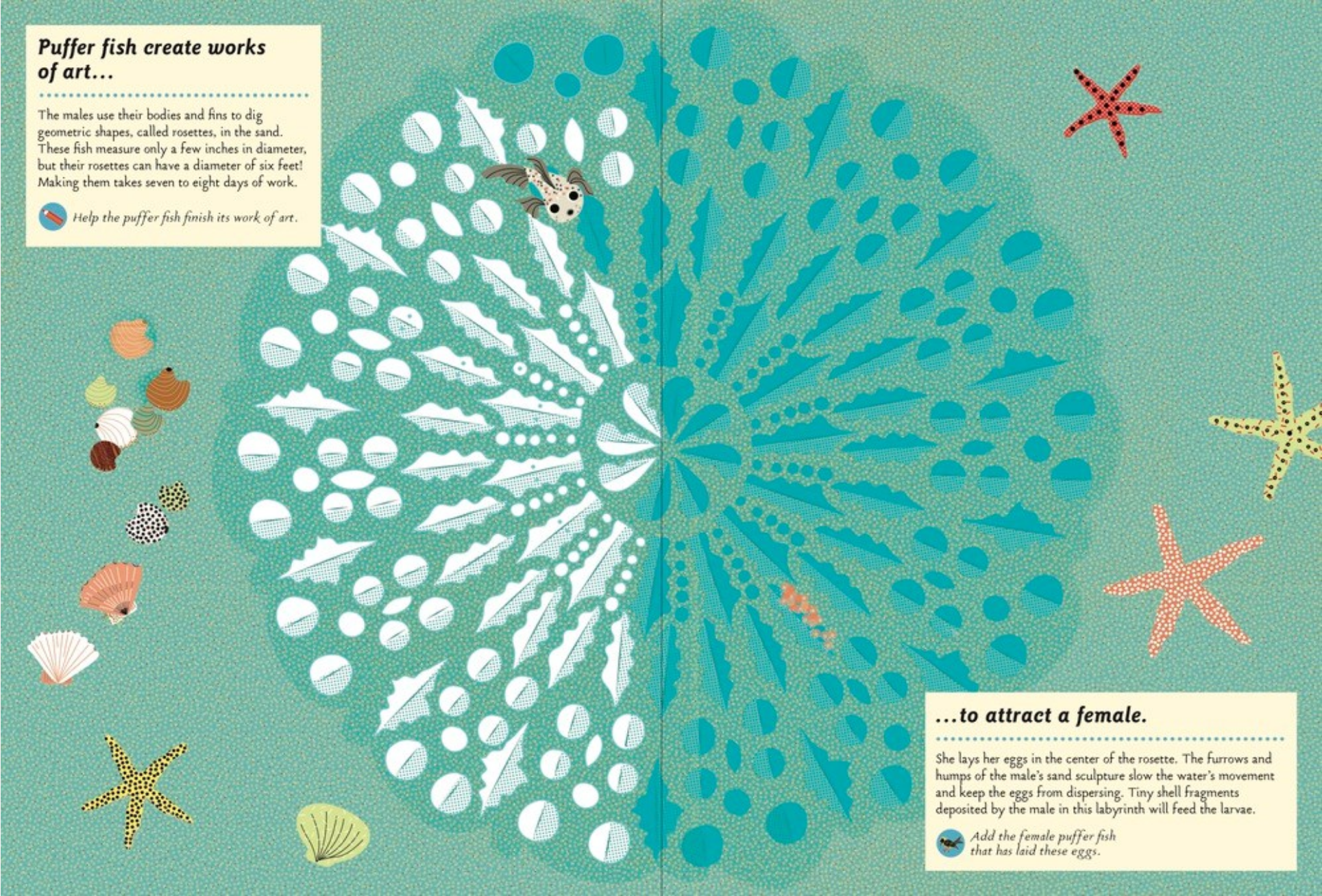 Illustration of a puffer fish creating art on a coral reef with text explaining its behavior.