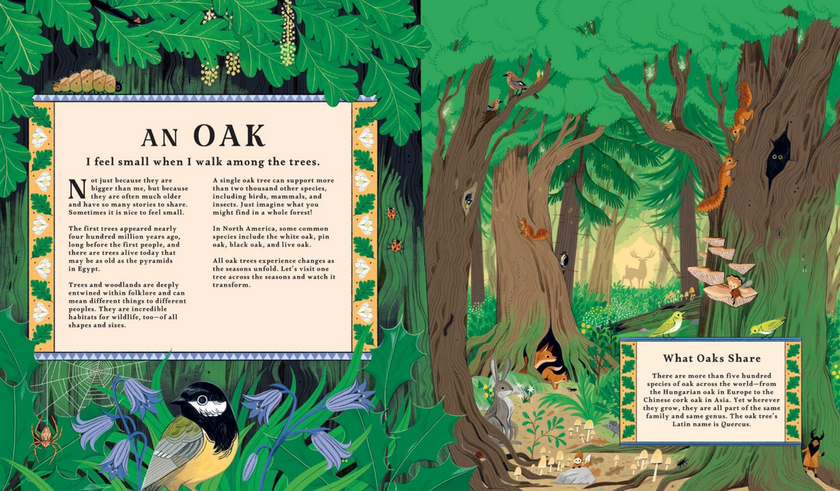 Illustrated book page about an oak tree with text and nature illustrations.