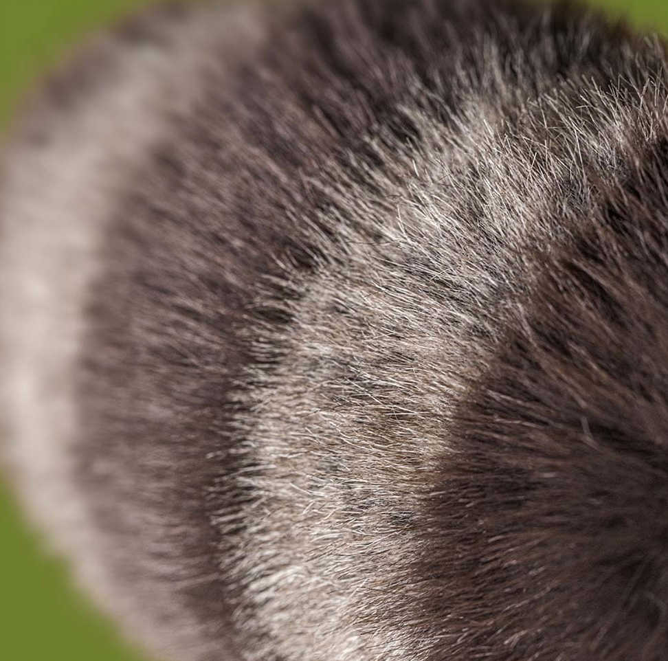 Close-up of gray fur texture