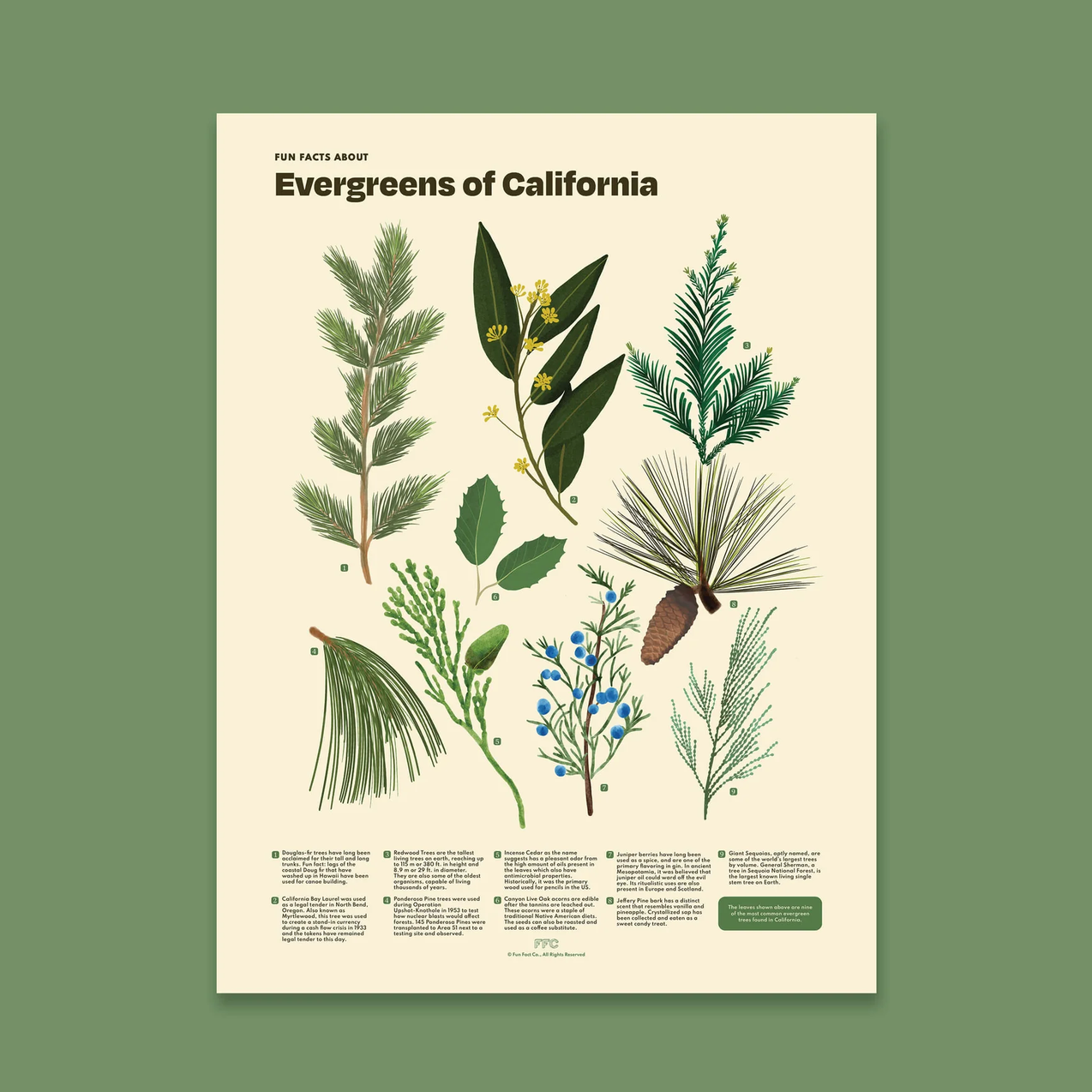 An educational botanical poster titled 'Evergreens of California' featuring detailed illustrations of various California evergreen plants and pinecones on a cream background, set against a solid sage green backdrop.