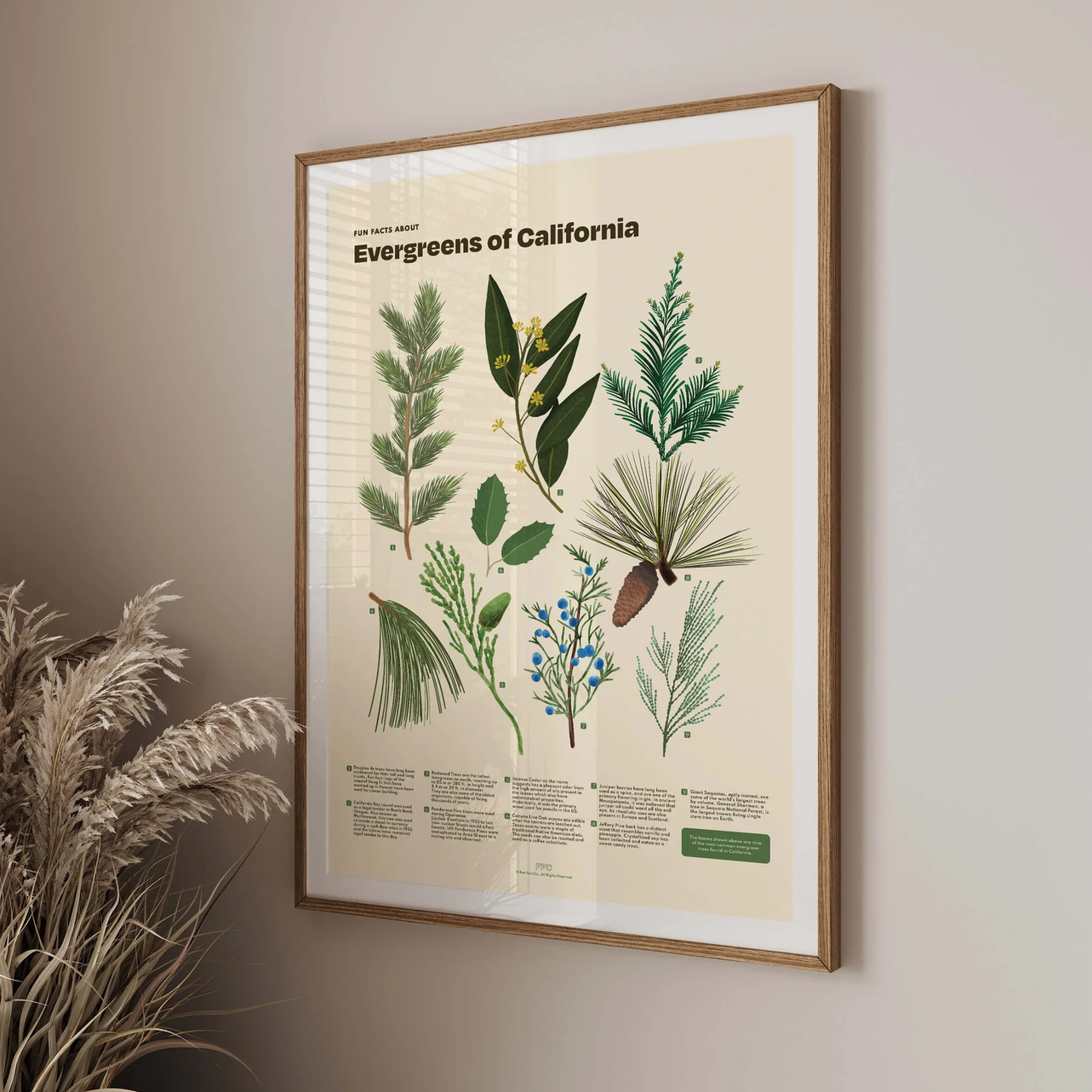 A framed botanical art print titled 'Evergreens of California' hangs on a beige wall, with dried grass decor visible at the lower left. The print features illustrated evergreen branches and leaves in green, blue, and brown tones on a cream background, enclosed in a light wood frame.