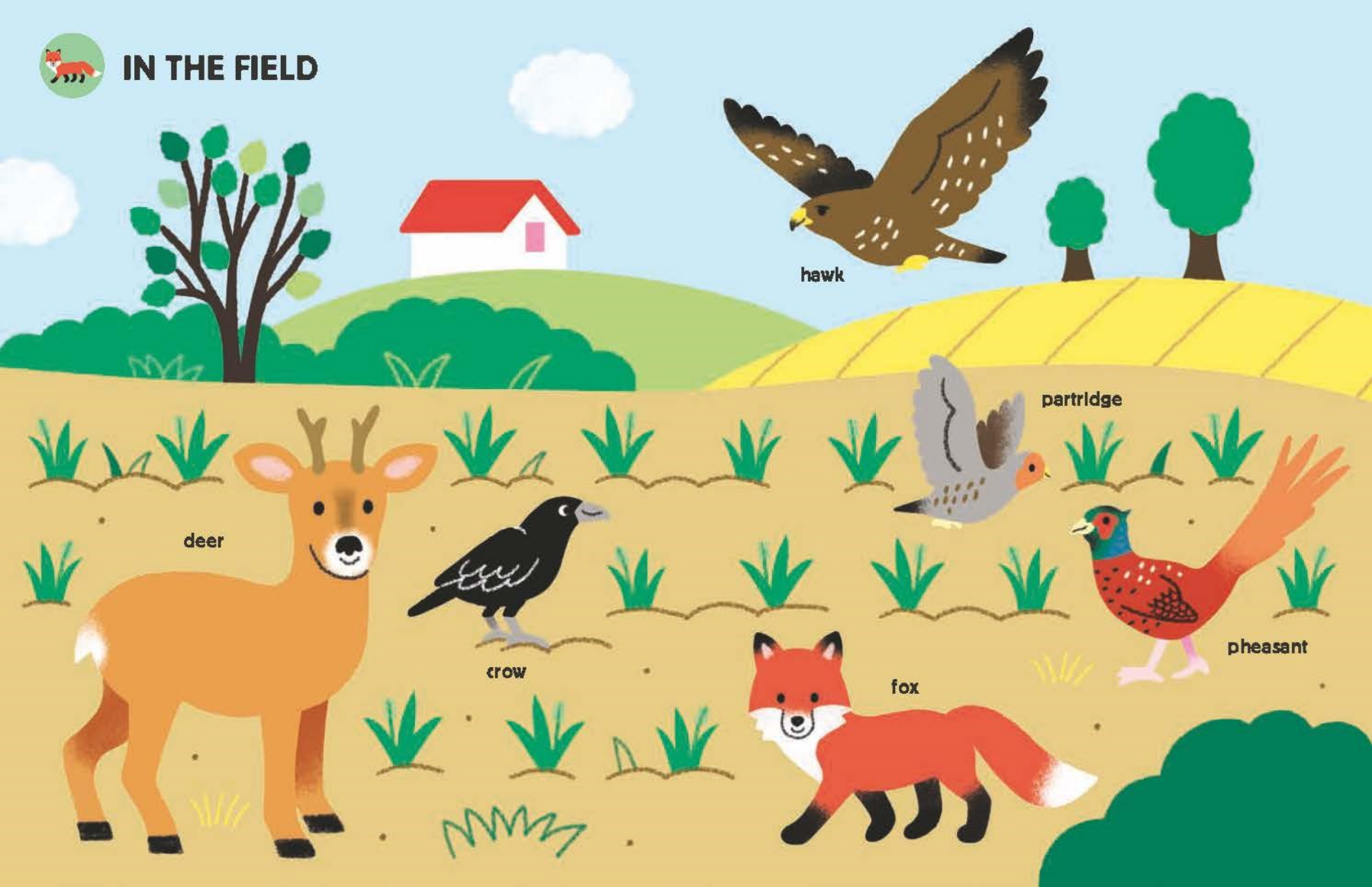 Illustration of animals in a field with labels and a hawk flying above.