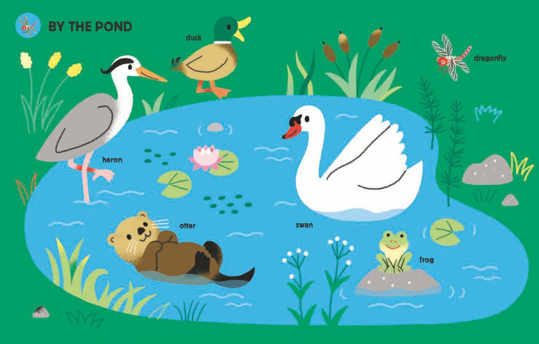 Illustration of animals by a pond with labels for each animal.
