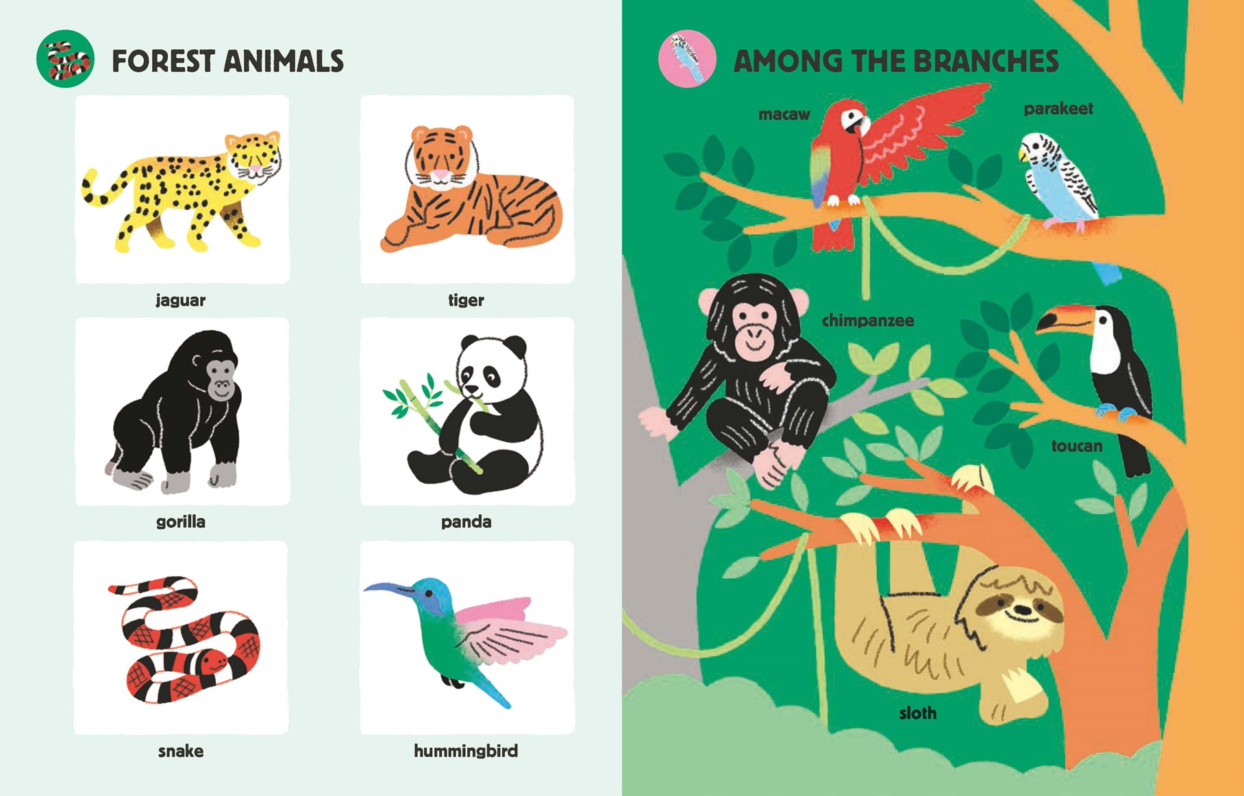 A children's educational book or activity page about forest animals, split into two sections: the left shows labeled illustrations of a jaguar, tiger, gorilla, panda, snake, and hummingbird on a pale mint background; the right shows a colorful forest scene with labeled animals including a macaw, parakeet, chimpanzee, toucan, sloth, and a bird on branches.
