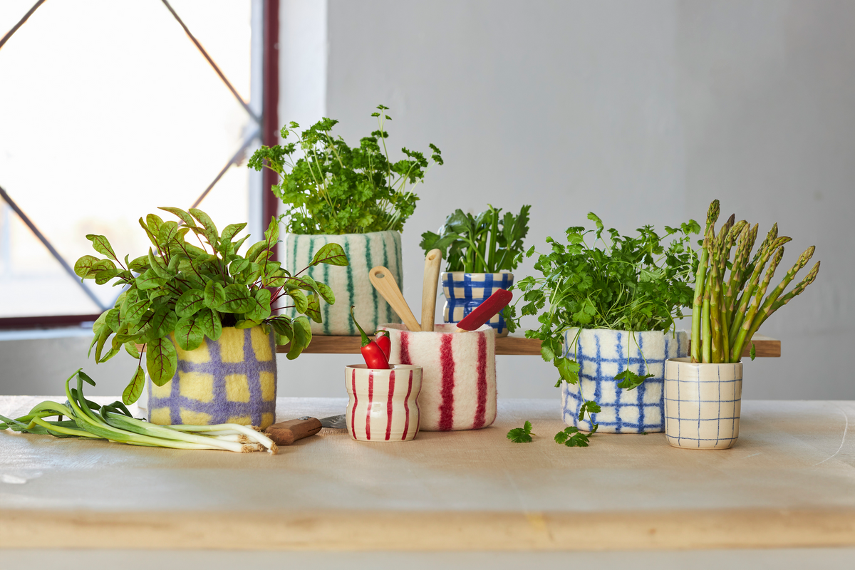 Collection of potted plants on a wooden surface with a neutral background