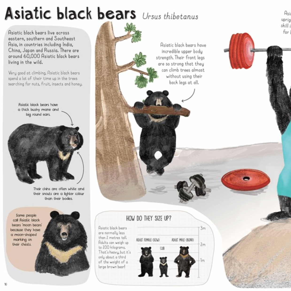 A Book of Bears: At Home with Bears Around the World