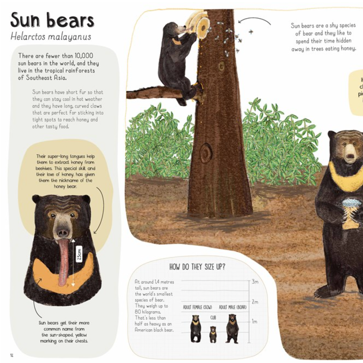 A Book of Bears: At Home with Bears Around the World