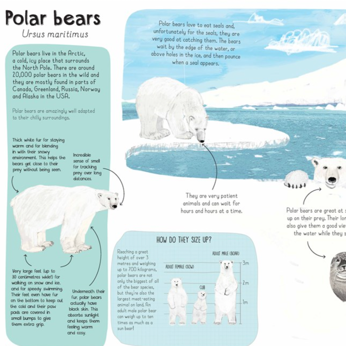 A Book of Bears: At Home with Bears Around the World