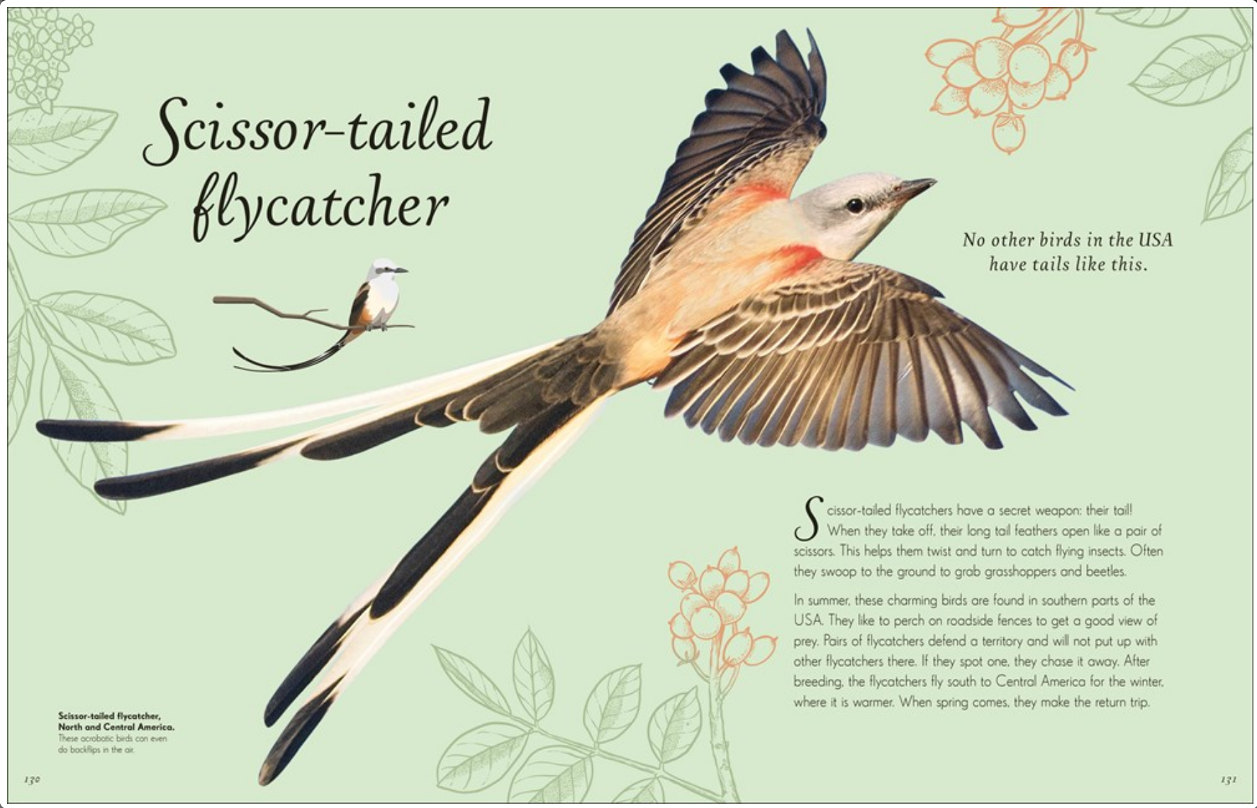 An Anthology of Exquisite Birds