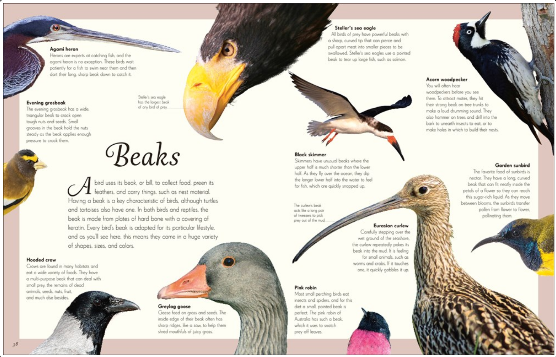 An Anthology of Exquisite Birds