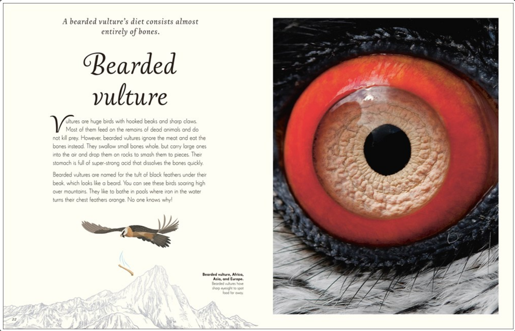 An Anthology of Exquisite Birds