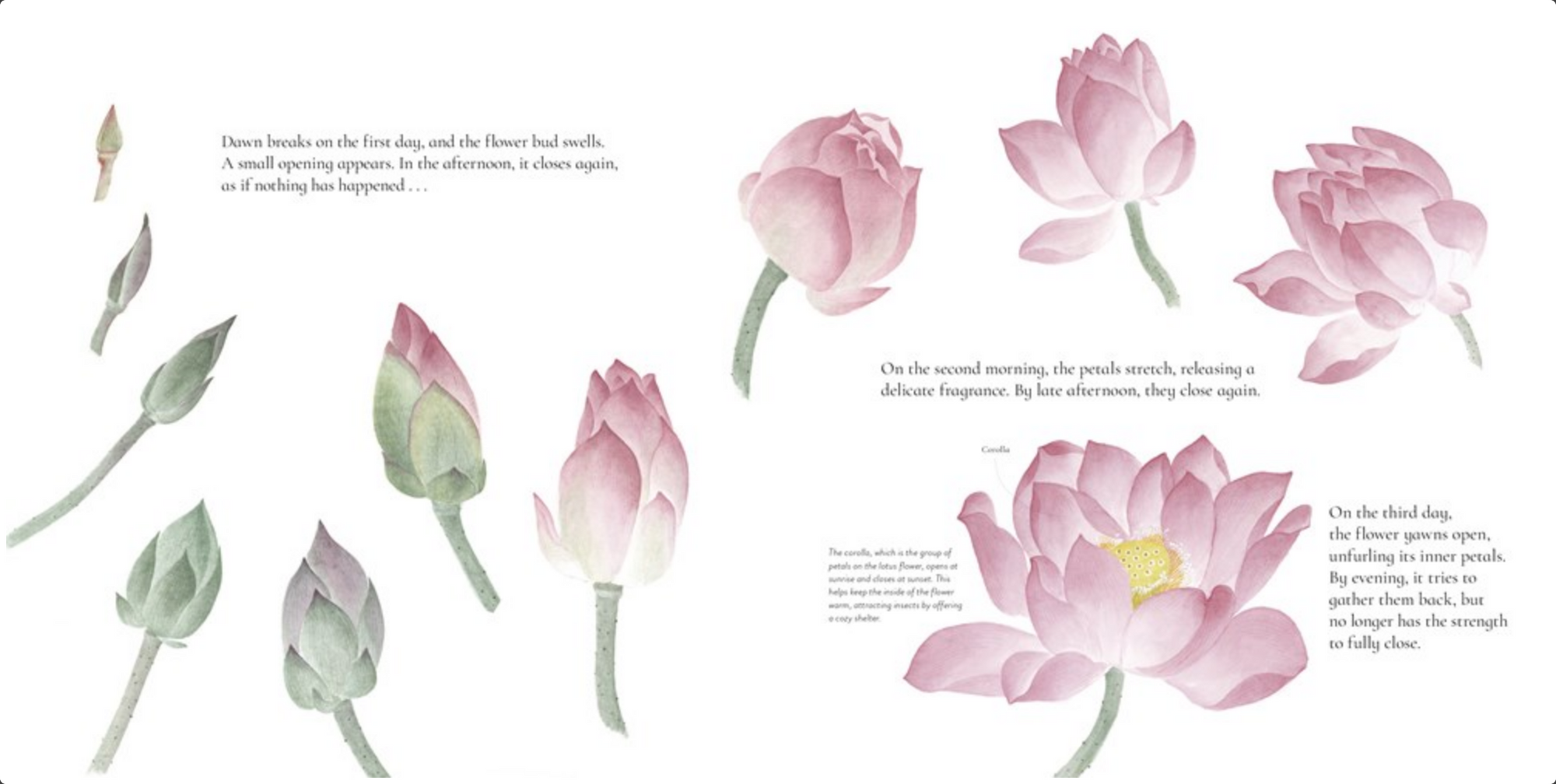 The Water Flower: The Journey of a Lotus Seed
