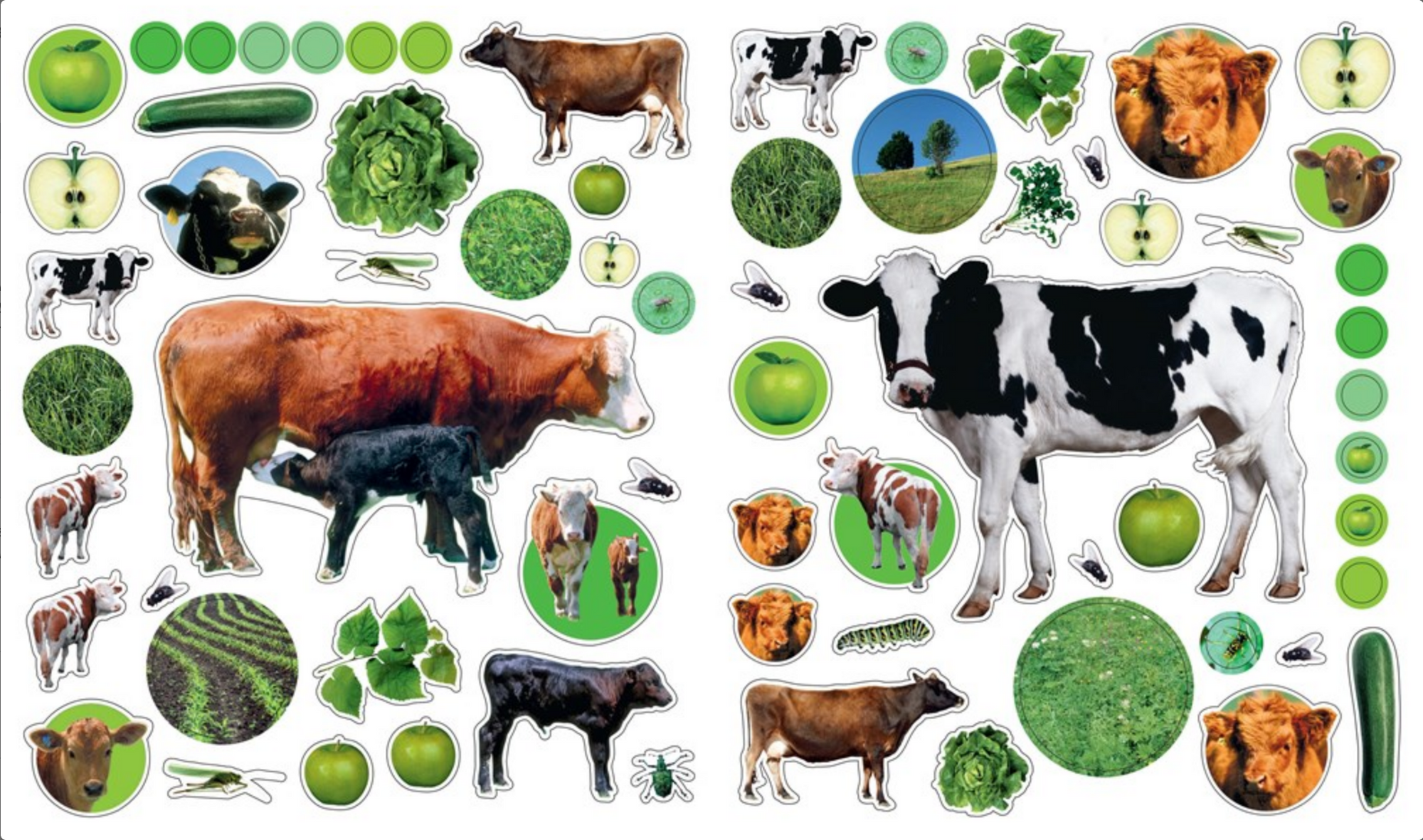 Collection of cow and vegetable stickers on a white background