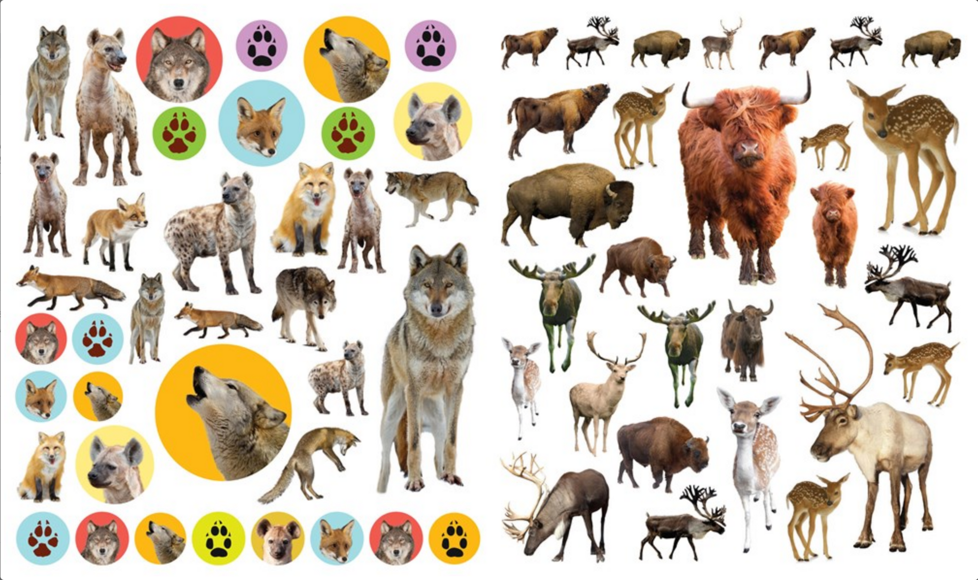 Eyelike Stickers: Wild Animals