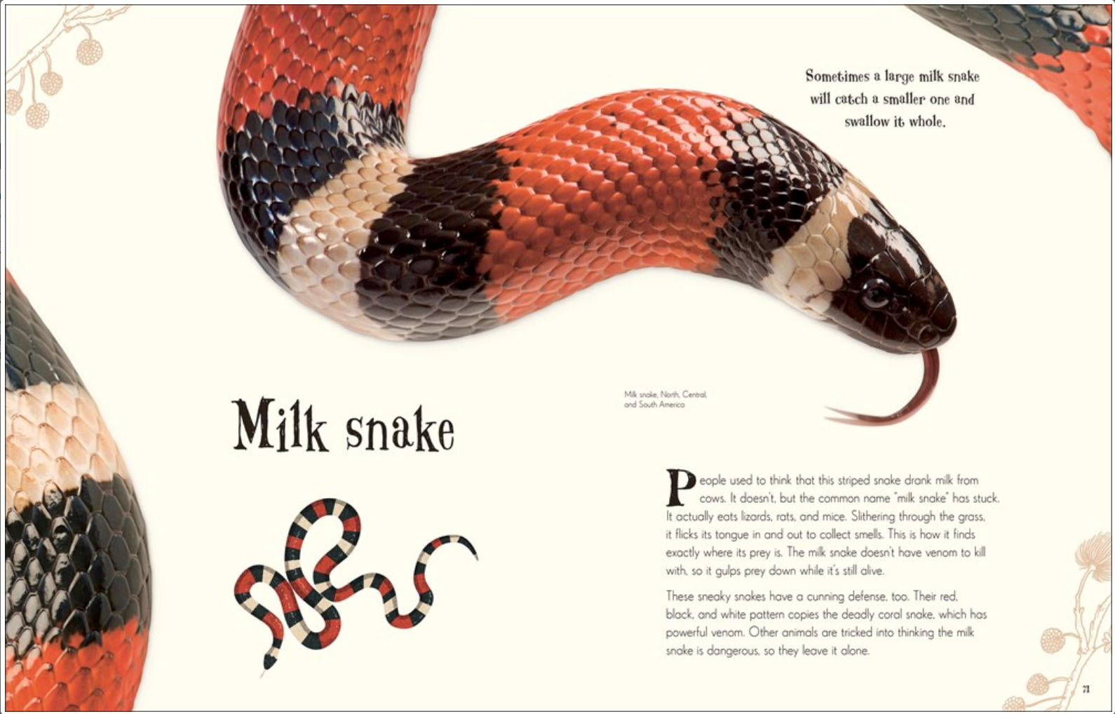ANTHOLOGY OF INTRIGUING ANIMALs