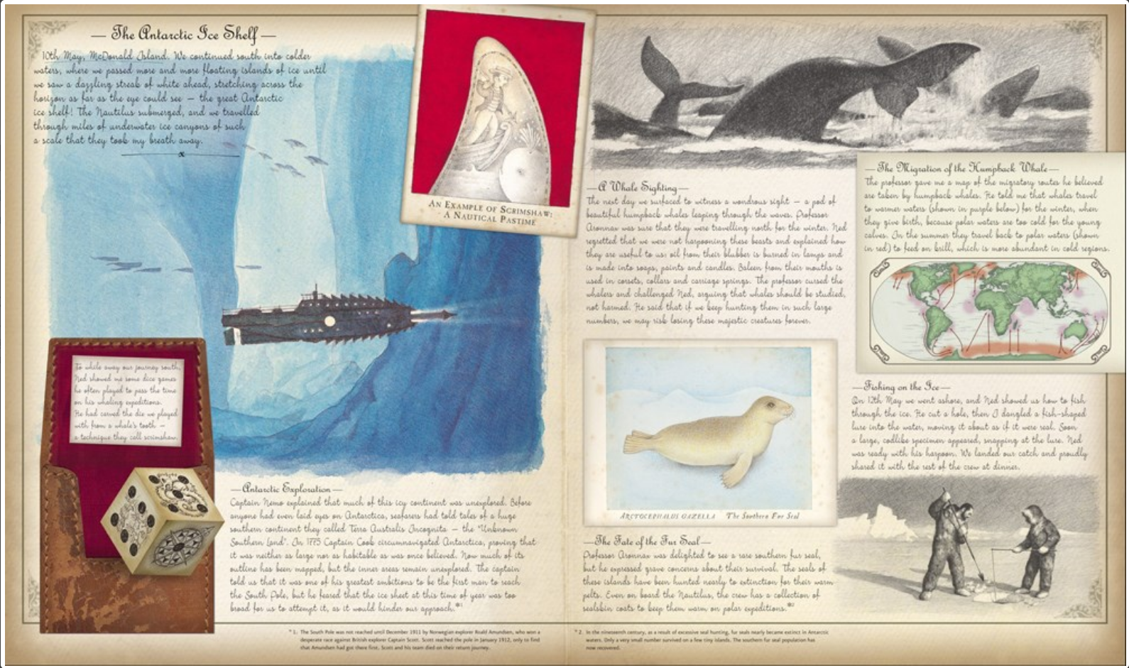 Educational illustration about whales and seals with text and illustrations on a wooden background.