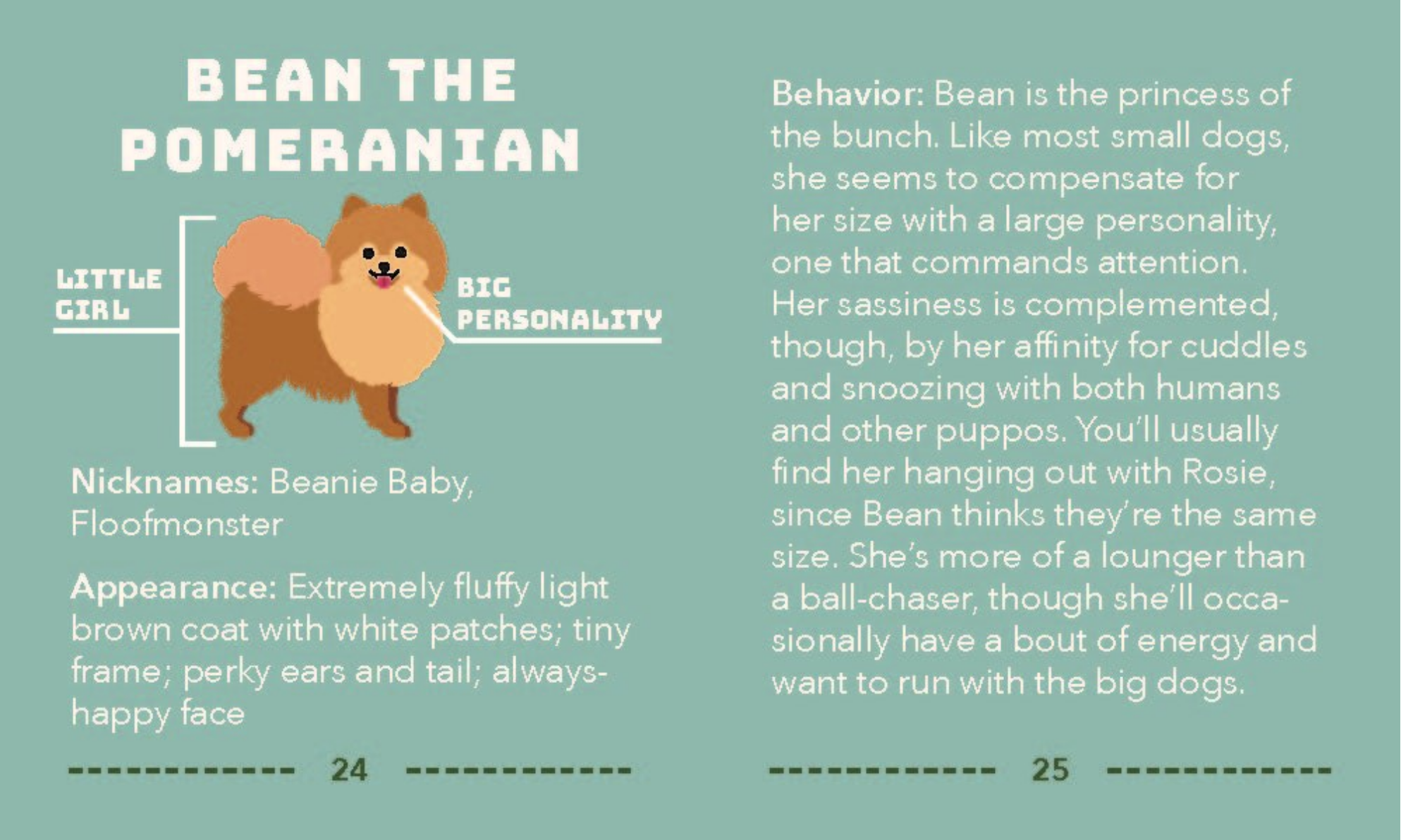 Character profile of a Pomeranian named Bean on a green background