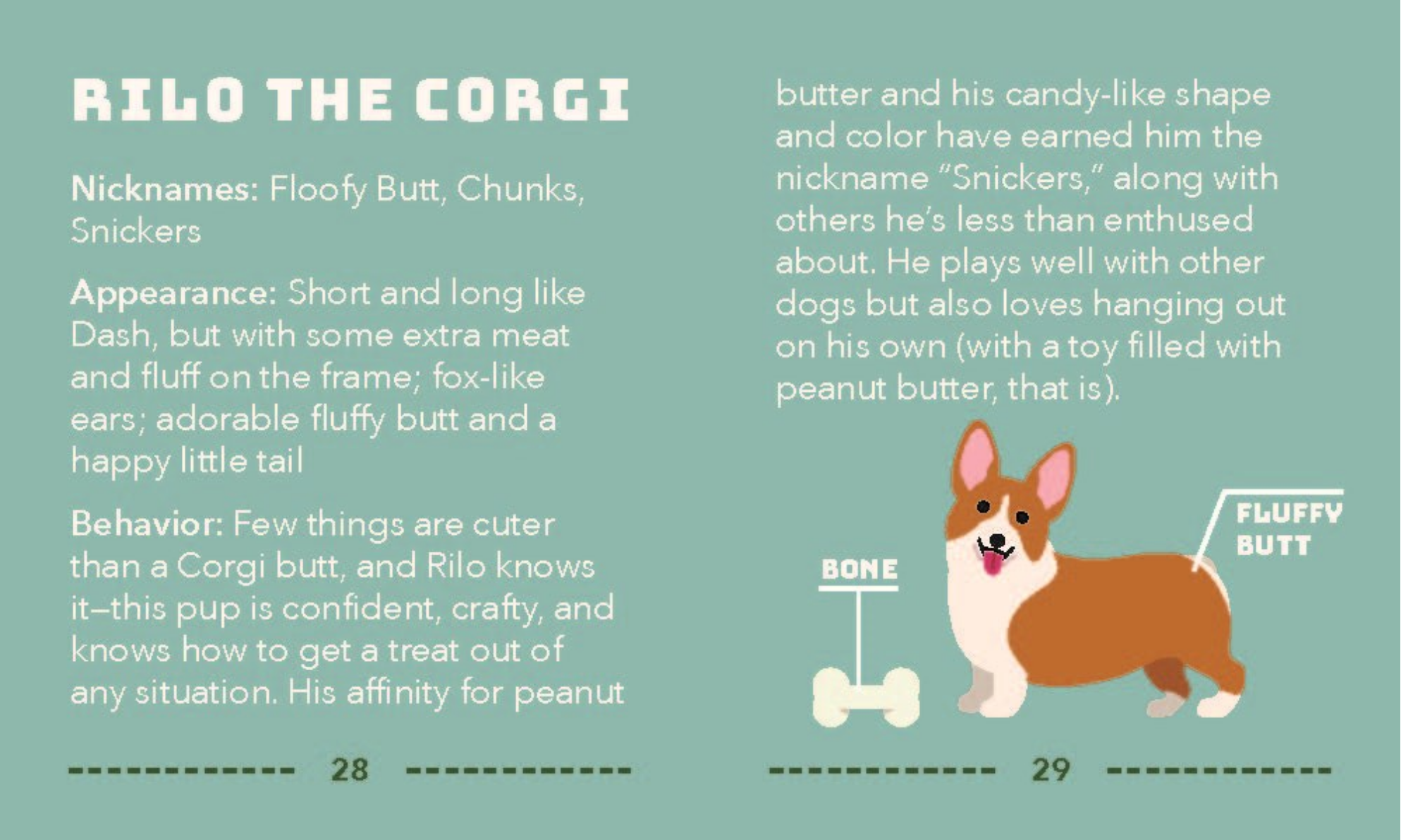 Informational text about Rilo the Corgi with a cartoon illustration on a teal background