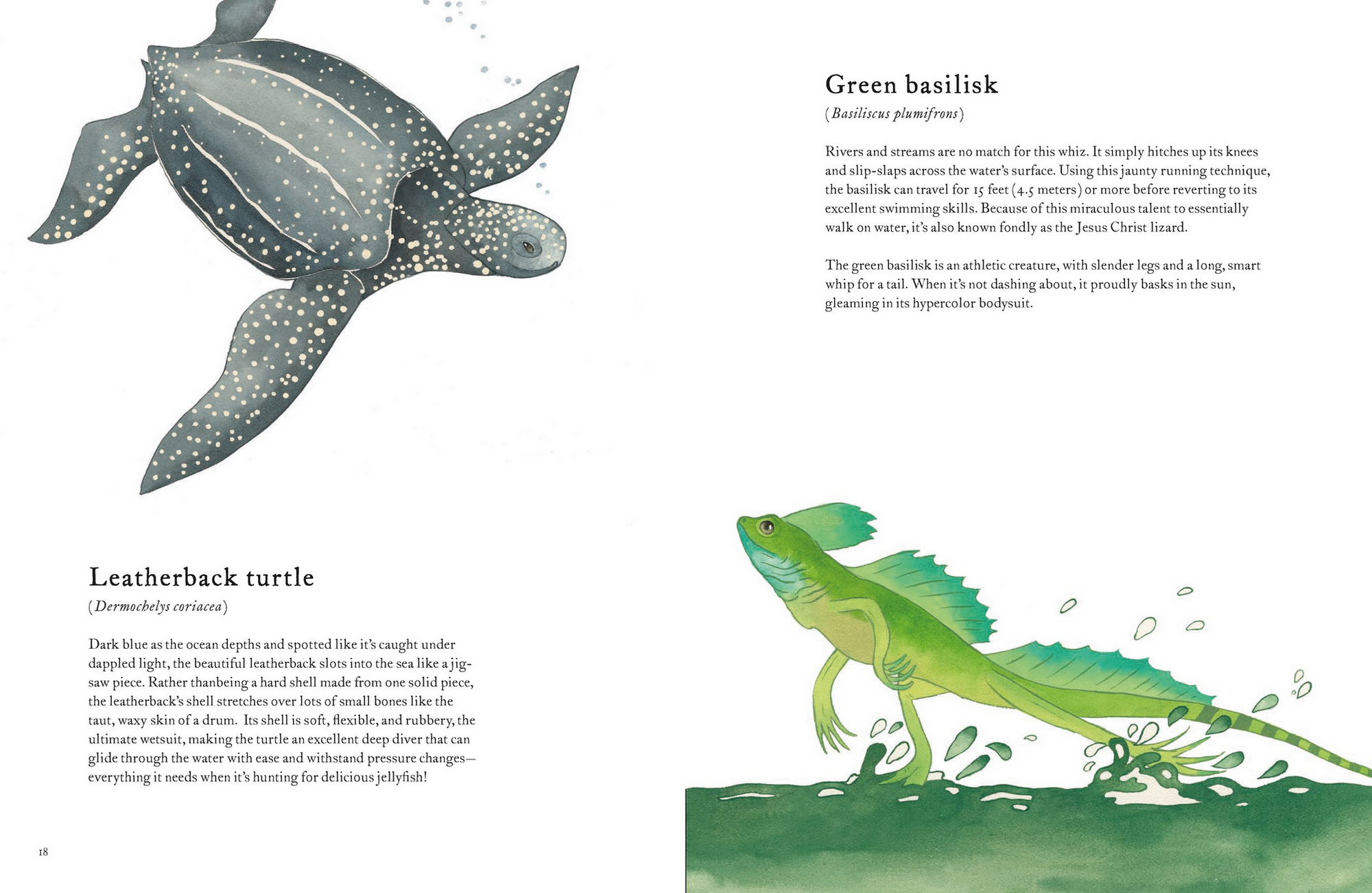The Colorful World of Reptiles