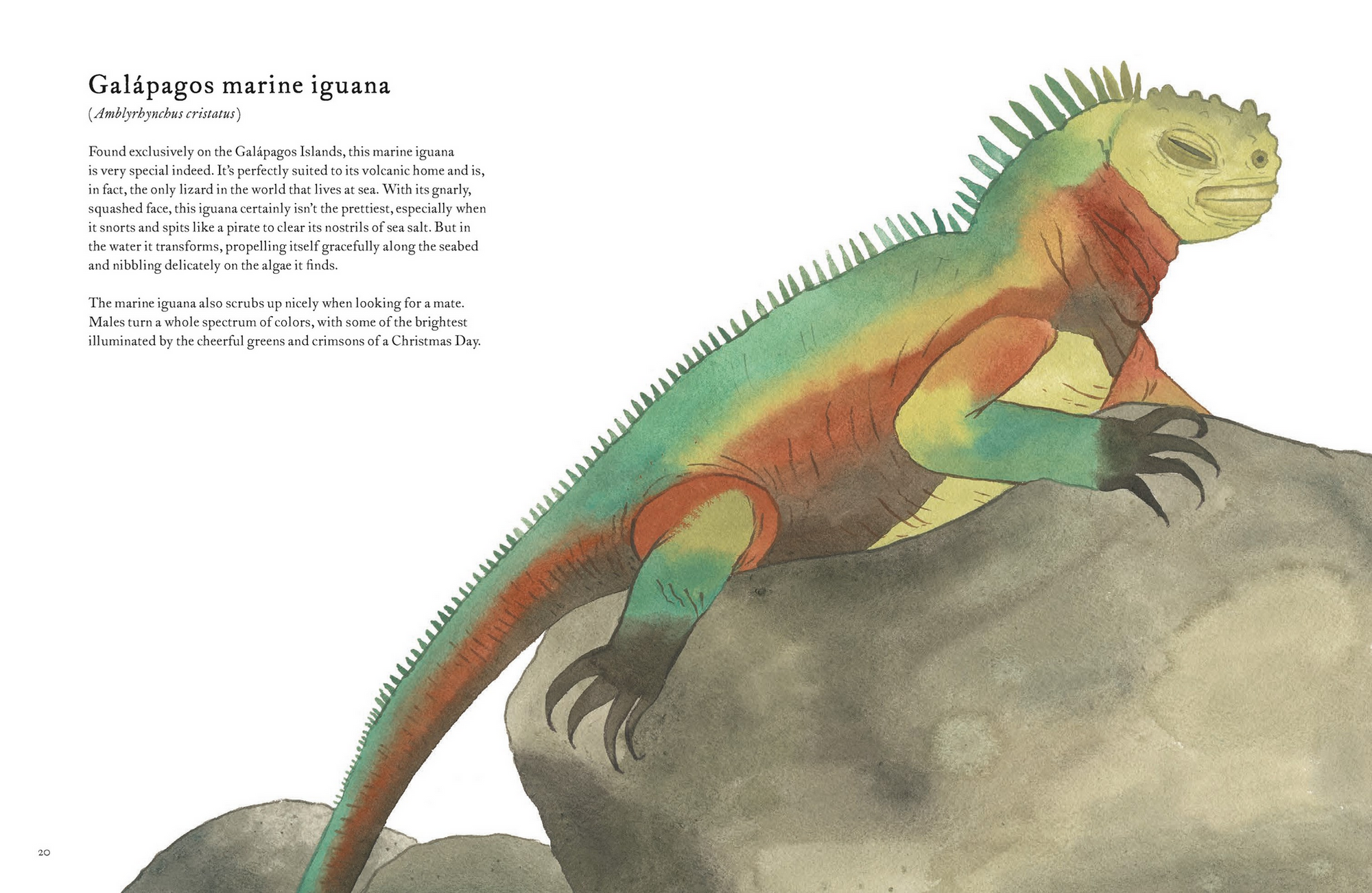 The Colorful World of Reptiles