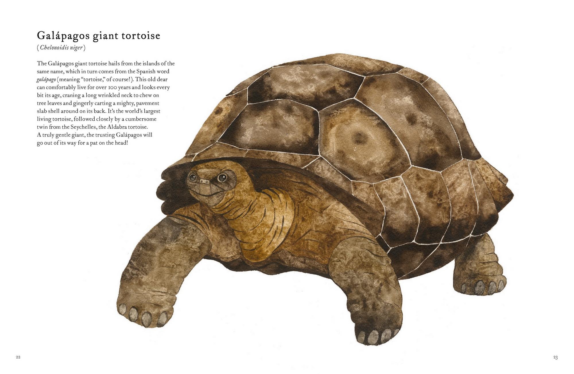 The Colorful World of Reptiles