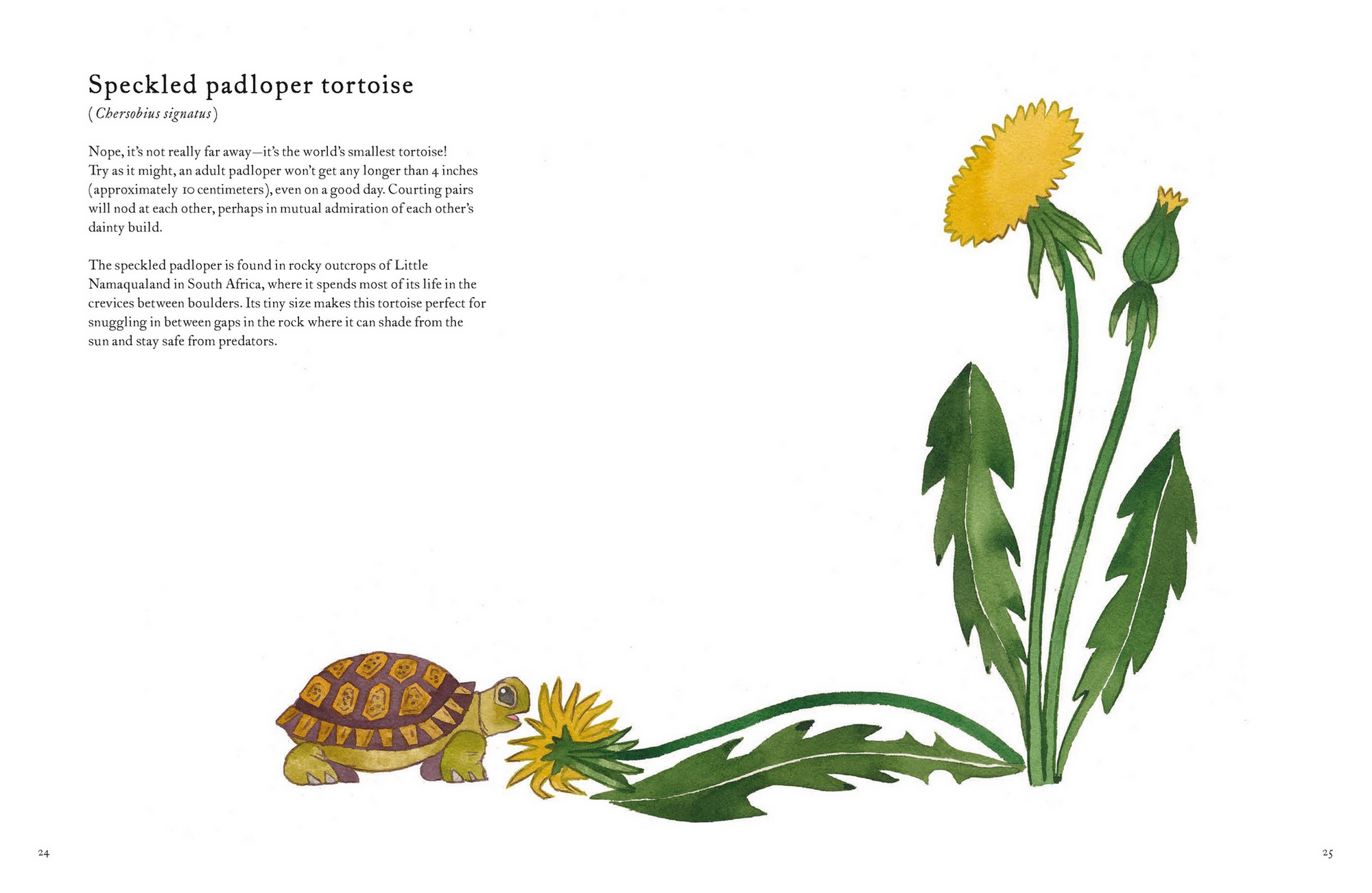 The Colorful World of Reptiles